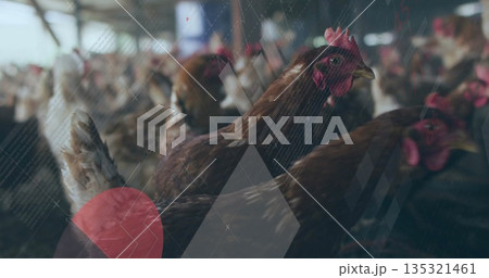 Standing brown hen pecking hay on floor behind wire mesh under overhead beams in poultry barn Standing brown hen pecking hay on floor behind wire mesh under overhead beams in poultry barn 135321461
