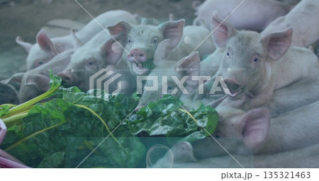 Eating light pink piglets pressing into mud at farmyard pen, with Swiss chard, digital overlay Eating light pink piglets pressing into mud at farmyard pen, with Swiss chard, digital overlay 135321463
