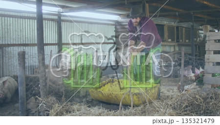Shoveling straw farmer wearing hat filling yellow plastic trough inside barn pig pen, with pigs 135321479