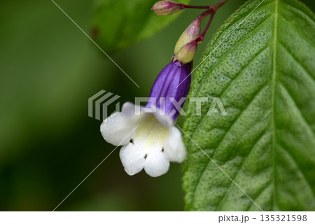 キリタ・アスペリフォリア 135321598