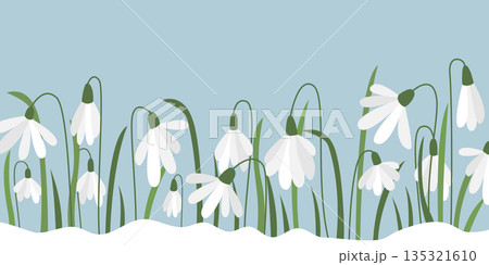 Delicate snowdrops break through the snow Delicate snowdrops break through the snow 135321610