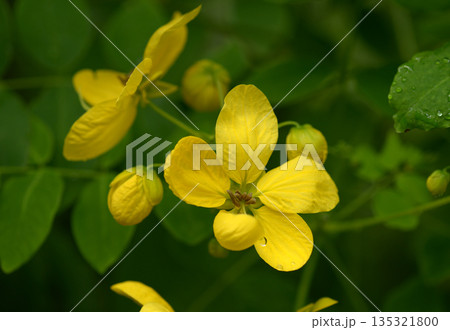 モクセンナ 135321800