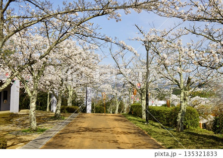 桜が満開になった共楽公園 桜が満開になった共楽公園 135321833