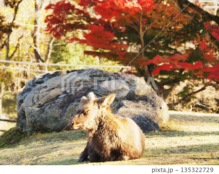 奈良県　奈良公園の鹿と紅葉　11月 135322729