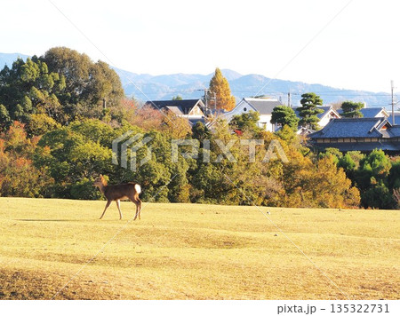 奈良県 飛火野の鹿 11月 奈良県 飛火野の鹿 11月 135322731