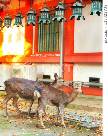 奈良県　春日大社の鹿　11月 135322735