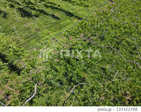 長野の中野市の農園と夏の青空　雄大な山並みと果樹園の風景（ドローン空撮） 135322798