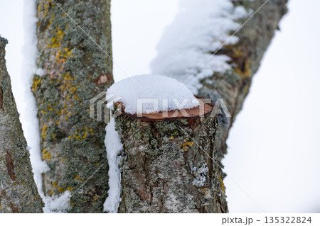 Snow in the garden and outside Snow in the garden and outside 135322824