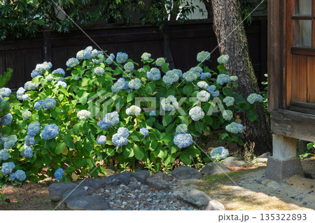 紫陽花と日本家屋 135322893