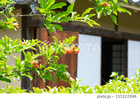 紫陽花と日本家屋 紫陽花と日本家屋 135322896