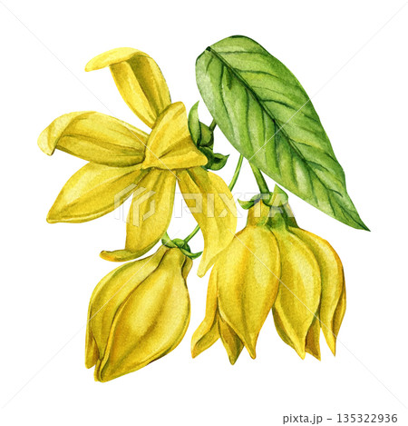 Ylang ylang flower watercolor yellow blossom with two buds and green leaf tropical botanical element isolated on white Ylang ylang flower watercolor yellow blossom with two buds and green leaf tropical botanical element isolated on white 135322936