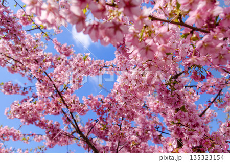 青空に映える満開の河津桜 135323154