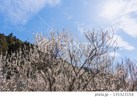青空に映える満開の梅の花 135323158
