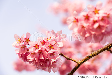 青空に映える満開の桜 青空に映える満開の桜 135323175
