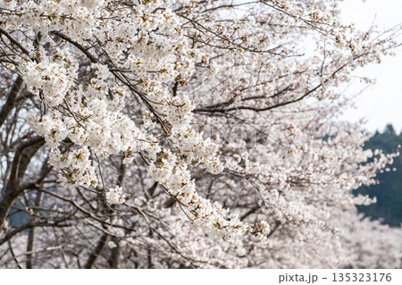 満開の桜の花 満開の桜の花 135323176