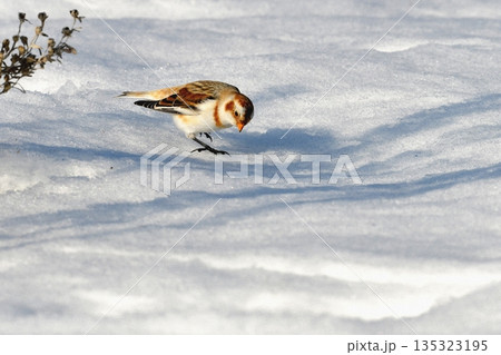 雪原の影絵に見入るユキホオジロ 雪原の影絵に見入るユキホオジロ 135323195