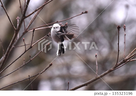 華麗に舞う新春のシマエナガ 華麗に舞う新春のシマエナガ 135323196