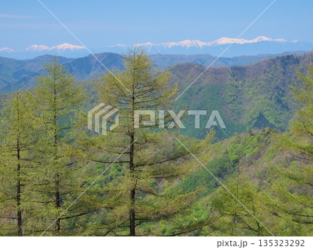 奥秩父・雲取山の新緑のカラマツと南アルプスの遠望 135323292