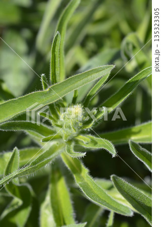 Italian bugloss 135323305