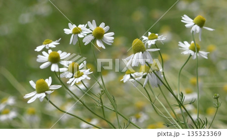 カモミールの花 135323369