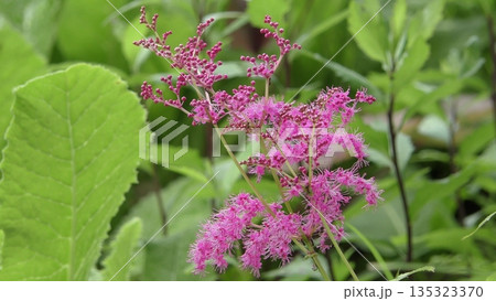 シモツケソウの花 135323370