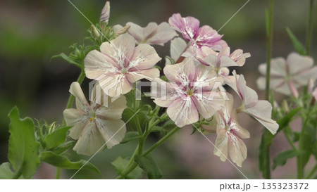 フロックス・クリームブリュレの花 135323372