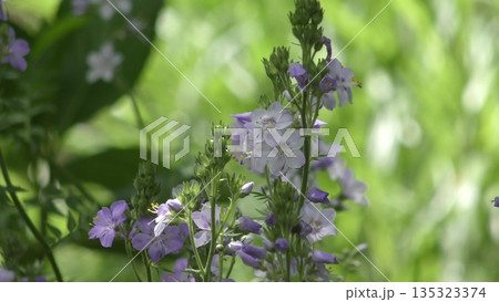 ハナシノブの花 ハナシノブの花 135323374