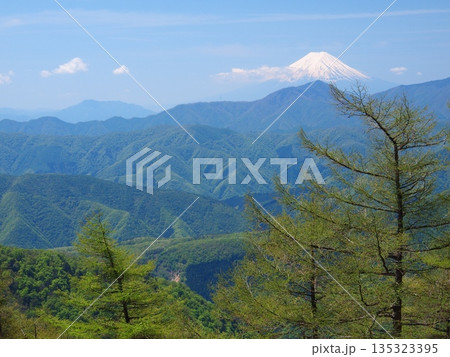 奥秩父・雲取山の新緑のカラマツと富士山の遠望 奥秩父・雲取山の新緑のカラマツと富士山の遠望 135323395