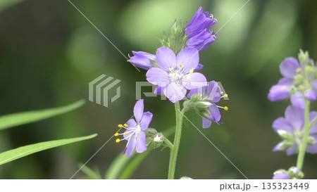 ハナシノブの花 135323449