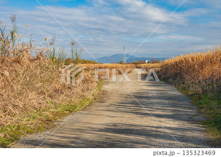 冬の桂川風景　河川敷の遊歩道　京都市 135323469