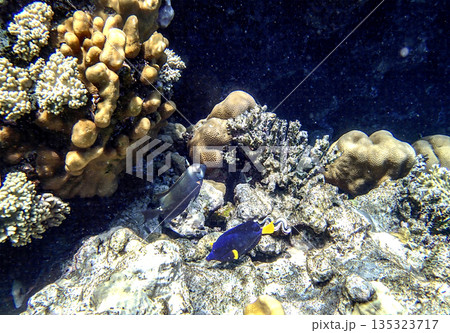 Yellowtail tang Zebrasoma xanthurum and dusky surgeonfish Acanthurus nigrofuscus swimming near lobed Yellowtail tang Zebrasoma xanthurum and dusky surgeonfish Acanthurus nigrofuscus swimming near lobed 135323717