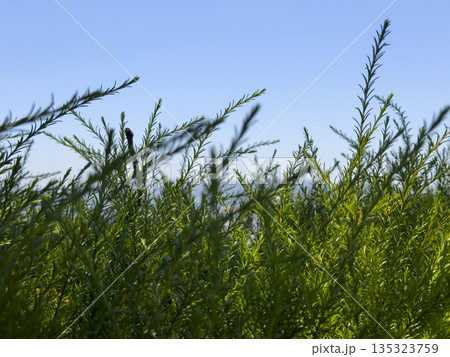 Close-up of rosemary growing under bright sunlight with a blue sky background, dense green foliage 135323759