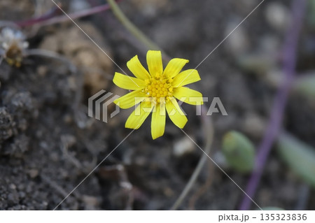 冬の庭に咲く黄色いルビーネックレス（クラスオトンナ属）の小さい花 135323836