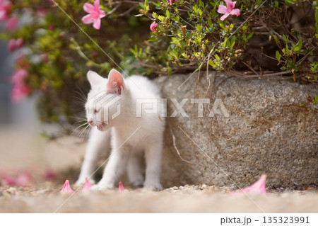 5月、すくすく育つ白い仔猫 135323991