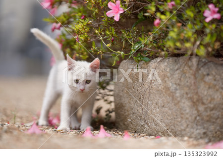 5月、すくすく育つ白い仔猫 5月、すくすく育つ白い仔猫 135323992