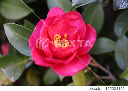 冬の庭に咲く濃いピンク色のツバキの花 冬の庭に咲く濃いピンク色のツバキの花 135324161