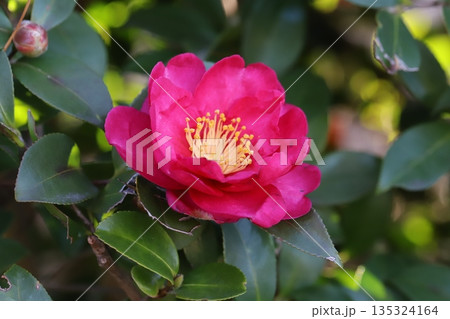 冬の庭に咲く濃いピンク色のツバキの花 135324164