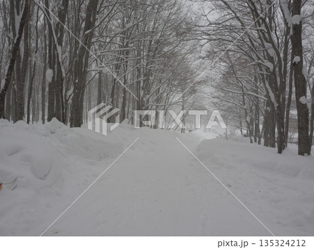 豪雪地帯の静かなブナ林 余白のある厳冬の雪景色 豪雪地帯の静かなブナ林 余白のある厳冬の雪景色 135324212
