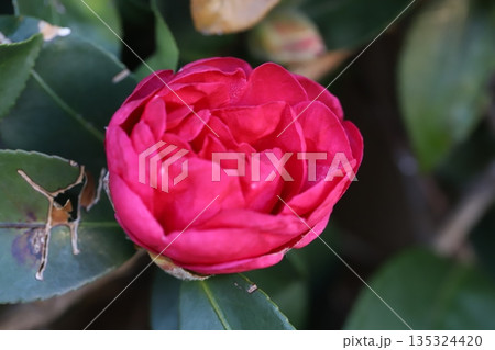 冬の庭に咲く濃いピンク色のツバキの花 135324420