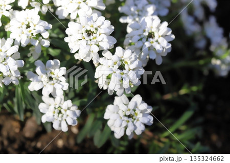 早春の庭に咲く白いイベリスの美しい花 135324662