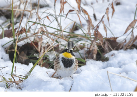 ミヤマホオジロ 135325159