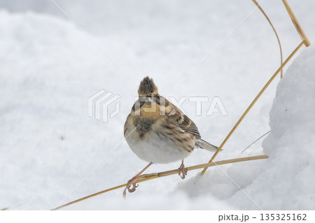 ミヤマホオジロ 135325162