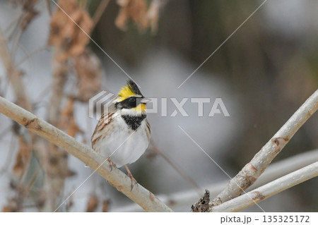 ミヤマホオジロ 135325172