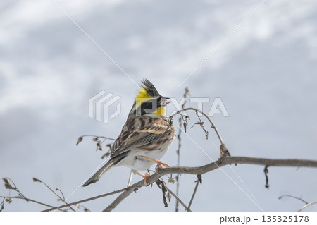 ミヤマホオジロ 135325178