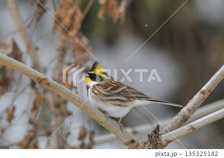 ミヤマホオジロ 135325182