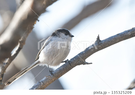 エナガ エナガ 135325209