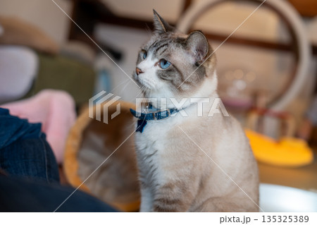 遊んで欲しそうにじっと見つめる青い目の子猫 135325389