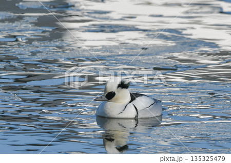 ミコアイサ 135325479