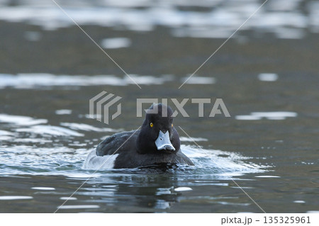 キンクロハジロ 135325961