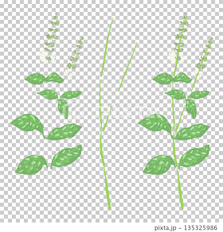 手繪彩色羅勒插圖（邊框、花環、圖案等） 135325986